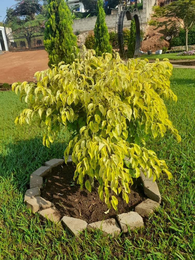 WhatsApp Image 2025-01-20 at 9.24.30 AM